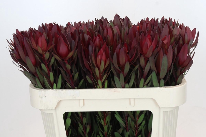 <h4>Leucadendron Saf Sunset Dark Red</h4>