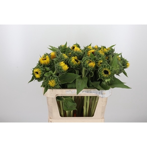 Helianthus Sunrich Orang