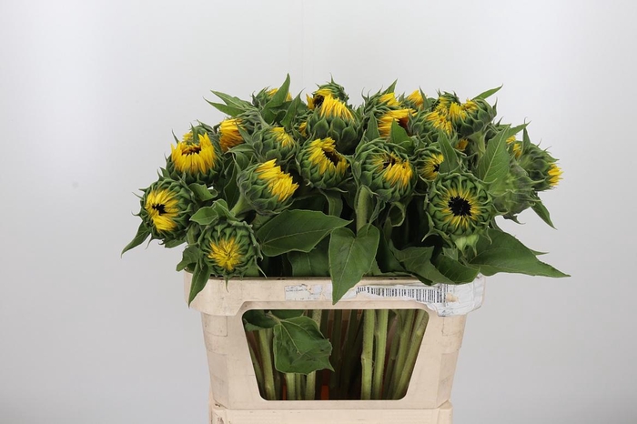 <h4>Helianthus Sunrich Orang</h4>