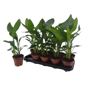 STRELITZIA REGINAE