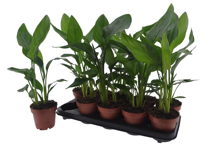 <h4>STRELITZIA REGINAE</h4>