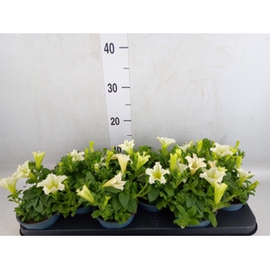 Petunia  'Surfinia Yellow'