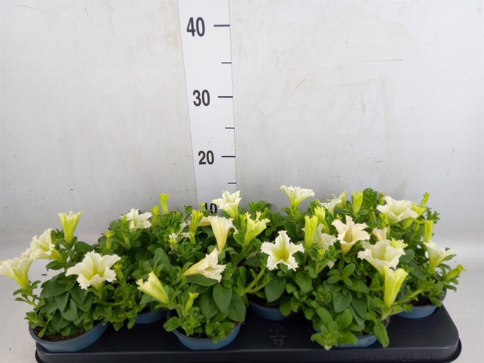 <h4>Petunia  'Surfinia Yellow'</h4>