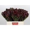 Leucadendron Saf Sunset Dark Red