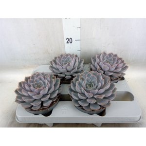 Echeveria  'Orion'