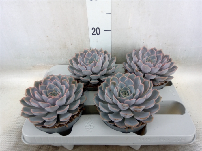 <h4>Echeveria  'Orion'</h4>