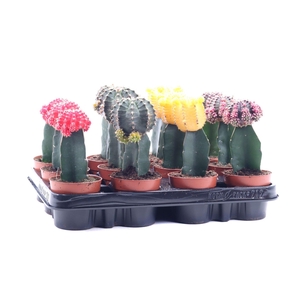 Gymnocalycium mihanov.   ...