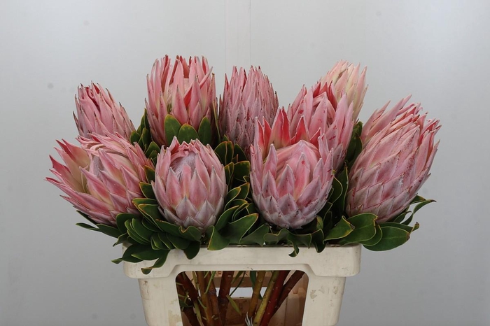 <h4>Protea Cynaroides</h4>
