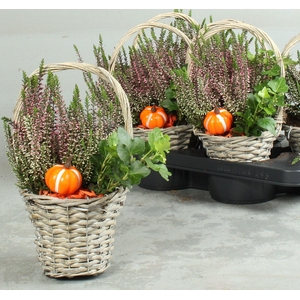 ARR TUINPLANTEN