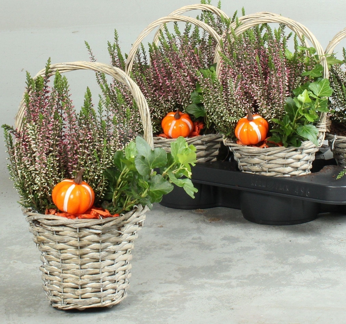 <h4>ARR TUINPLANTEN</h4>