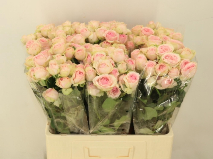 <h4>R TR SWEET GISELLE!</h4>