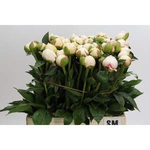 Paeonia L Snow Mountain