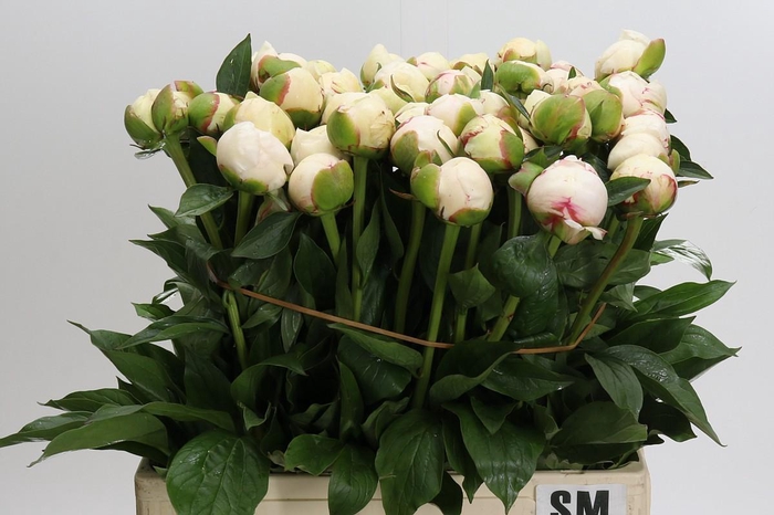 <h4>Paeonia L Snow Mountain</h4>