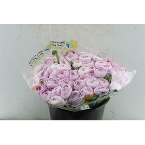 Ran Kloon Extra Nebbia