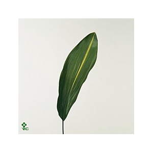 ASPIDISTRA VARIEGATED