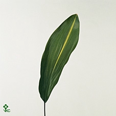 <h4>ASPIDISTRA VARIEGATED</h4>
