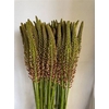 Eremurus Cleopatra