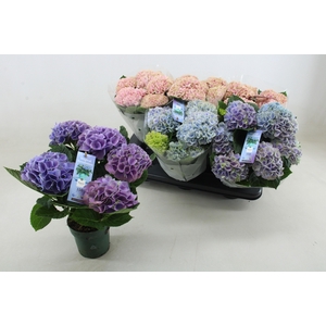 HYDR M MAG REVOLUTIO