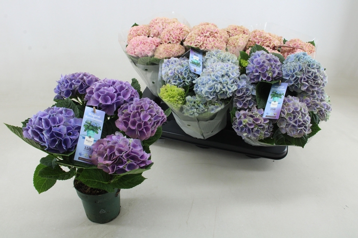 <h4>HYDR M MAG REVOLUTIO</h4>