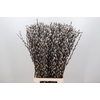 Salix Caprea Snow Flake Premium