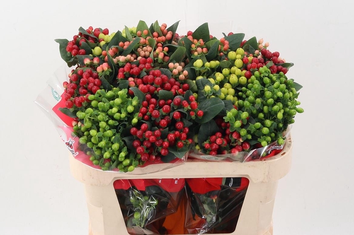 <h4>Hyp Rainb Rom Spray</h4>