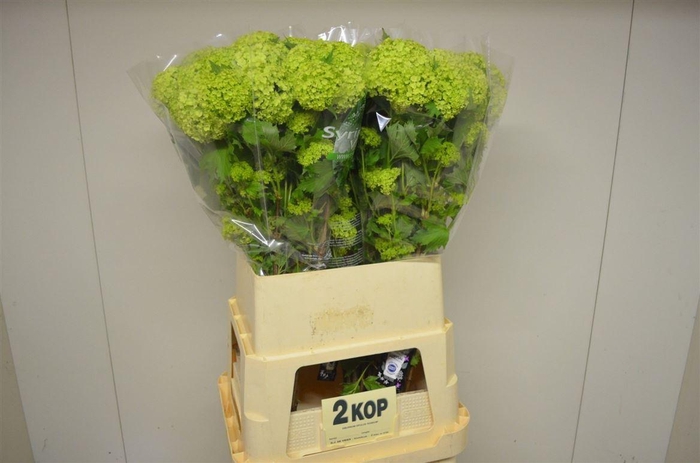 <h4>Viburnum Roseum St</h4>