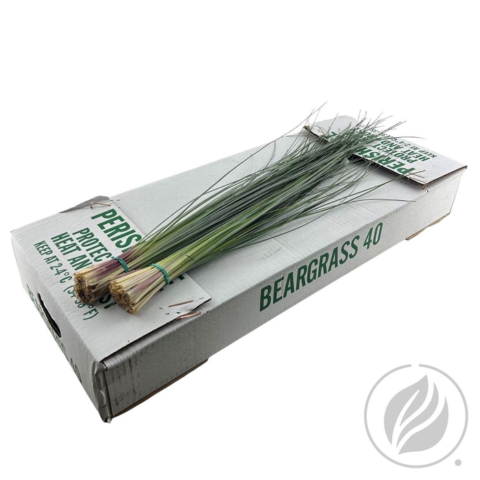 <h4>Beargras X40</h4>