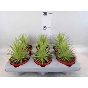 Agave stricta 'Nana'