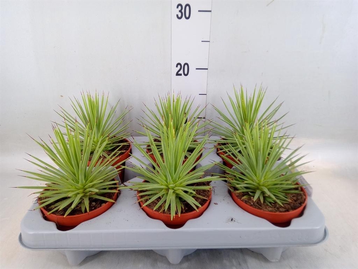 <h4>Agave stricta 'Nana'</h4>