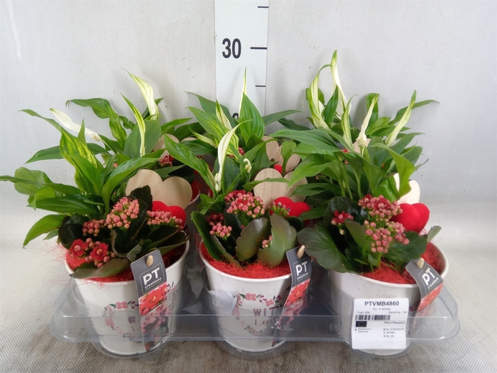 <h4>Arr.   Planten L%</h4>