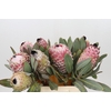 Protea Barbigera Air