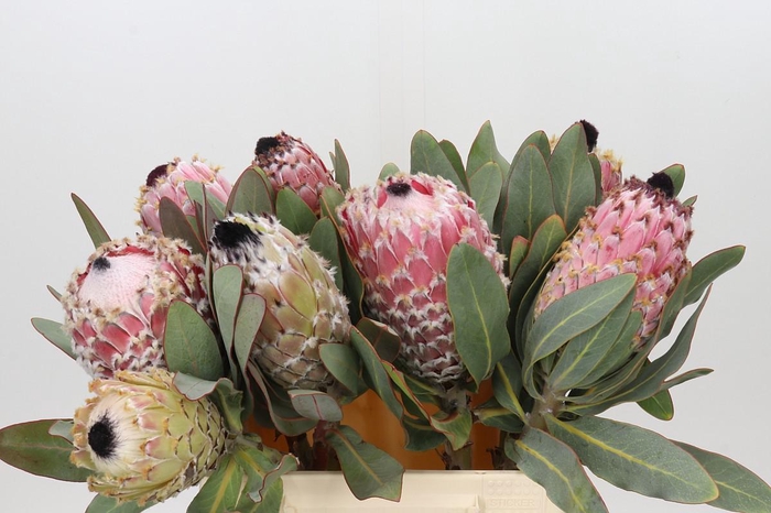 Protea Barbigera Air
