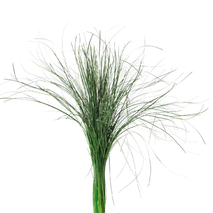 <h4>Beargrass Green BEA/0105</h4>