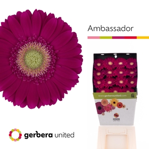 Ge Gr Ambassador