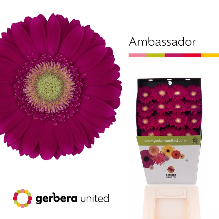 Ge Gr Ambassador