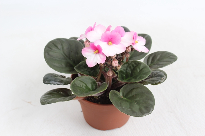 <h4>SAINTP GEM 5 KL</h4>