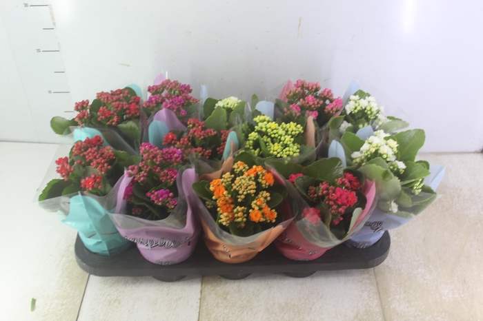 <h4>KALANCHOE DOBRADO P11</h4>