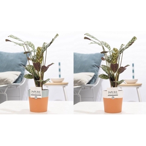 Ctenanthe Burle Marxii in P&PURE Terra Cotta 4 ass.2