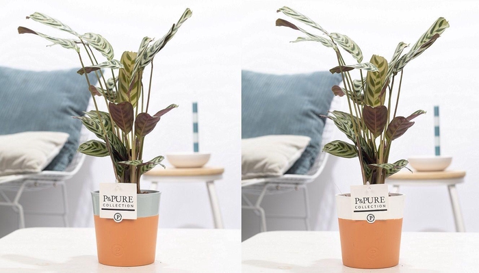 <h4>Ctenanthe Burle Marxii in P&PURE Terra Cotta 4 ass.2</h4>