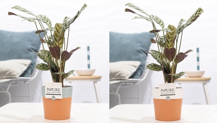 <h4>Ctenanthe Burle Marxii in P&PURE Terra Cotta 4 ass.2</h4>