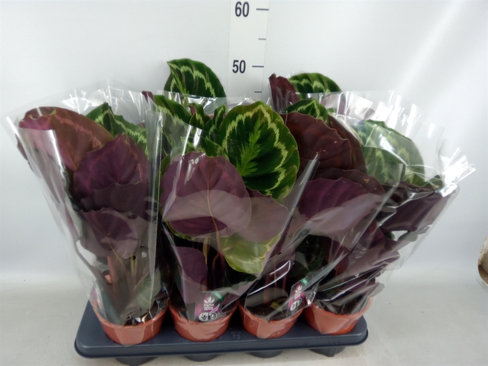 <h4>Calathea  'Medallion'</h4>