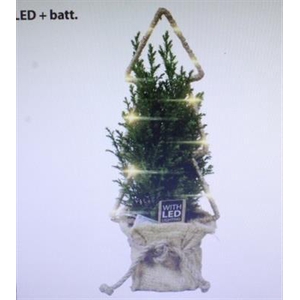 25187 LED JUTE PICEA