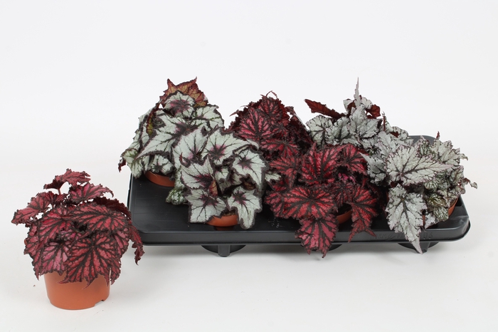 <h4>BEG REX GRP GEM</h4>