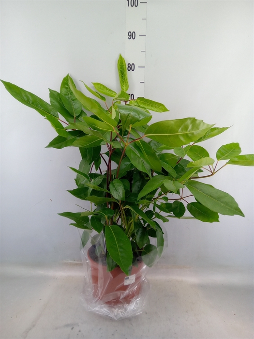 <h4>Schefflera actin.</h4>