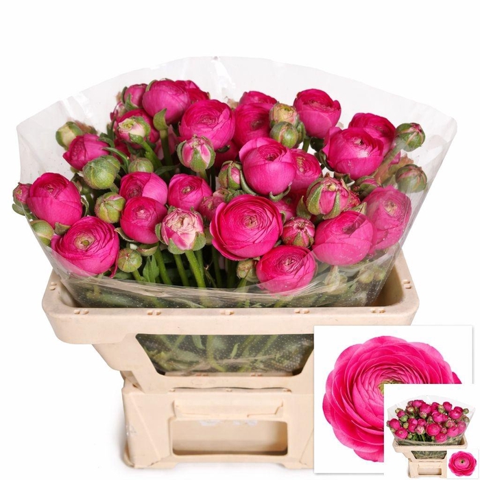 <h4>RAN EL DARK PINK</h4>