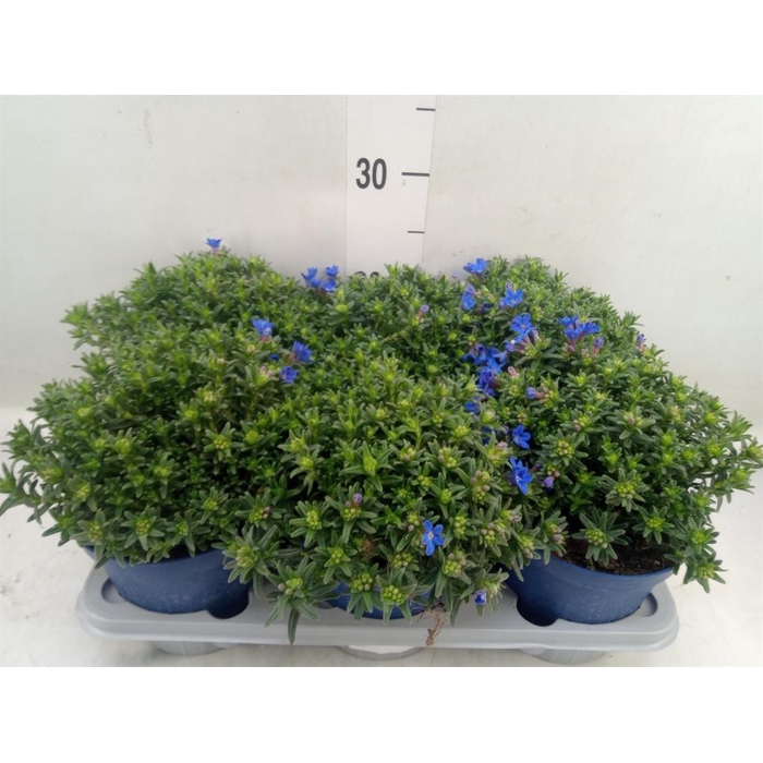 <h4>Glandora diffusa</h4>