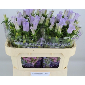 Camp Champion Lavender