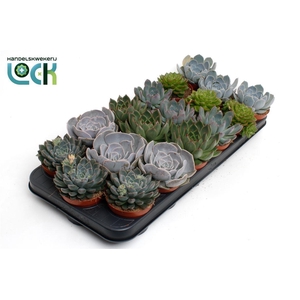 Echeveria overig zonder bloem