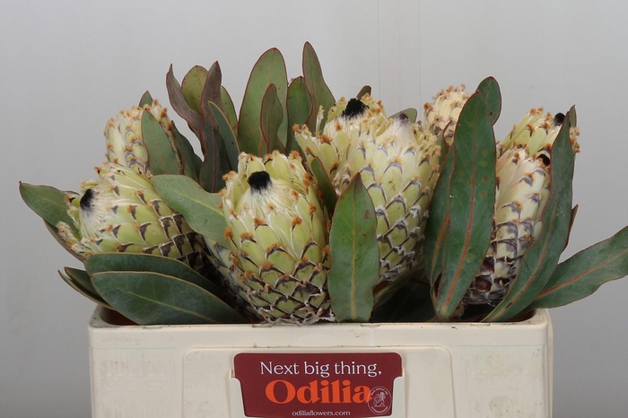 <h4>Protea Barbigera Ice Queen</h4>