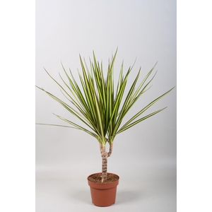 Dracaena Sunray enkele stam